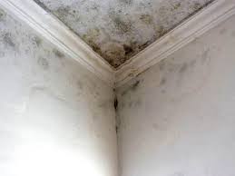 Best Mold Damage Restoration  in Plain City, OH