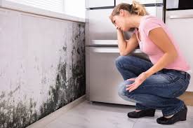 Best Forensic Mold Investigation  in Plain City, OH